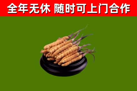 北塔区回收散虫草