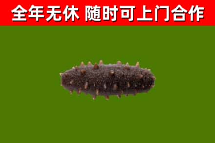 北塔区回收海参干